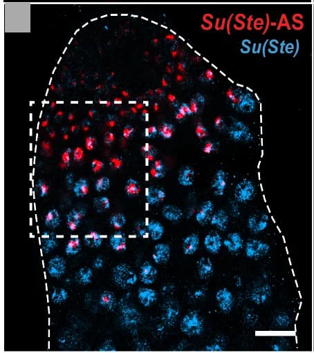 Open access visualization of Microscopy, Su(Ste)-AS, Su(Ste), Ste, Pairwise Combinations