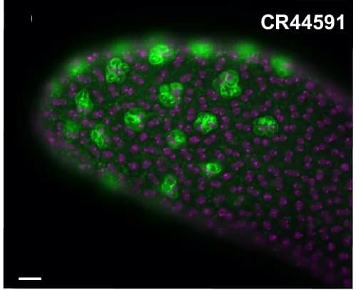 Open access visualization of Microscopy, Multivesicular Bodies, Secondary Cells