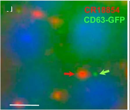 Open access visualization of Microscopy, Accessory Gland Lumen, CR18854, CD63-GFP, Particles
