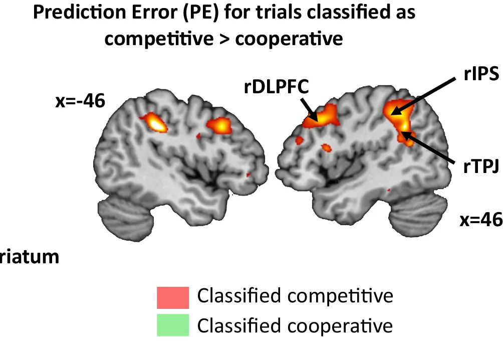 Open access visualization of Photo, Brain Regions, BOLD Activity, Prediction Errors, Competitive Trials
