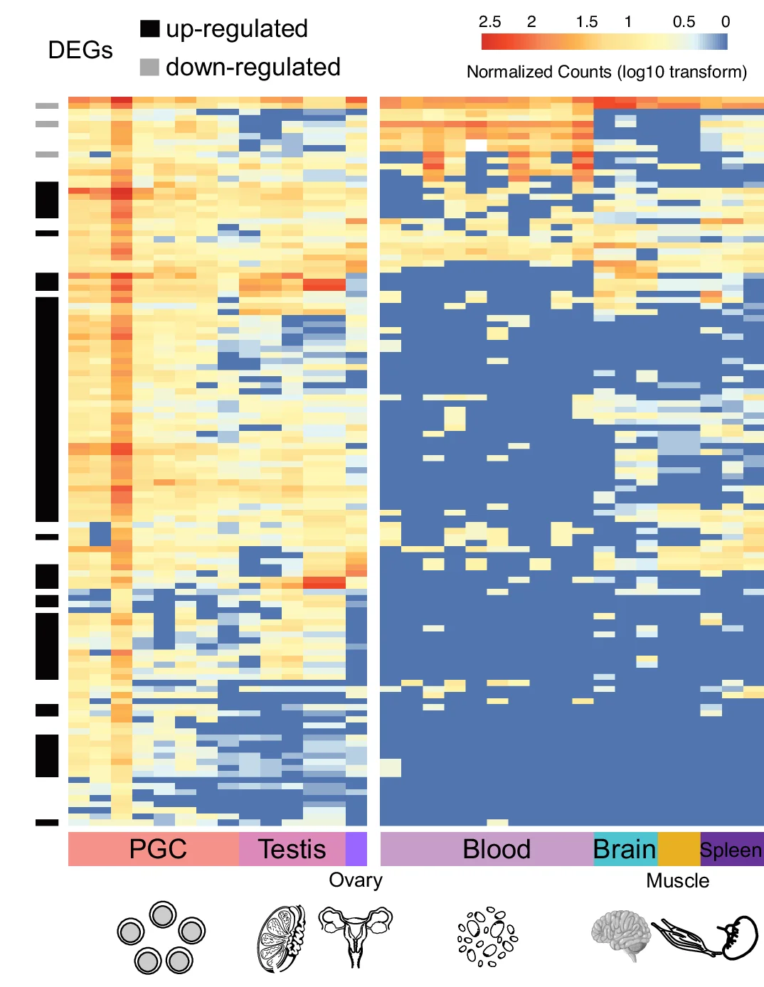 Open access visualization of Heatmap, RNA Expression, ERVK Retroviral Genes, Reproductive Tissues, Ovary
