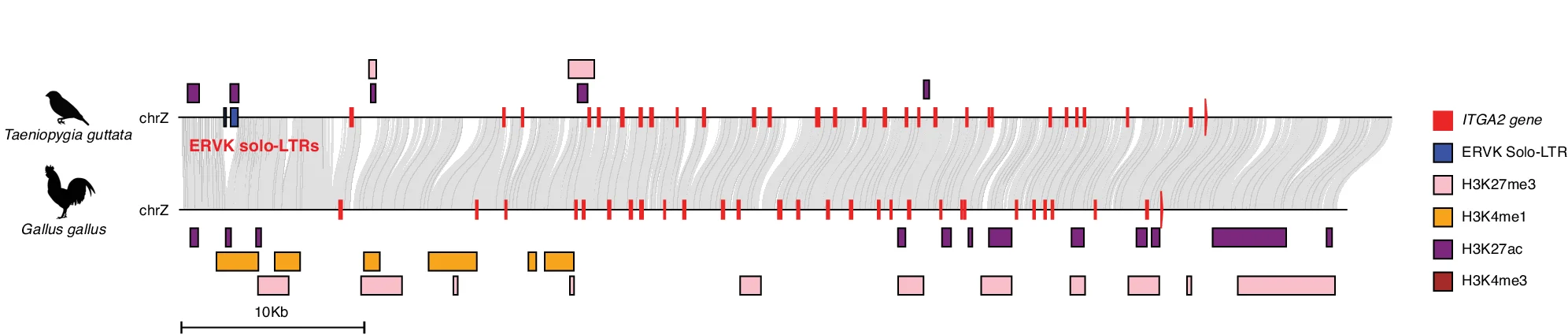 Open access visualization of Workflow, Illustration, Genomic Collinearity Plot, ITGA2 Gene, Solo-LTRs