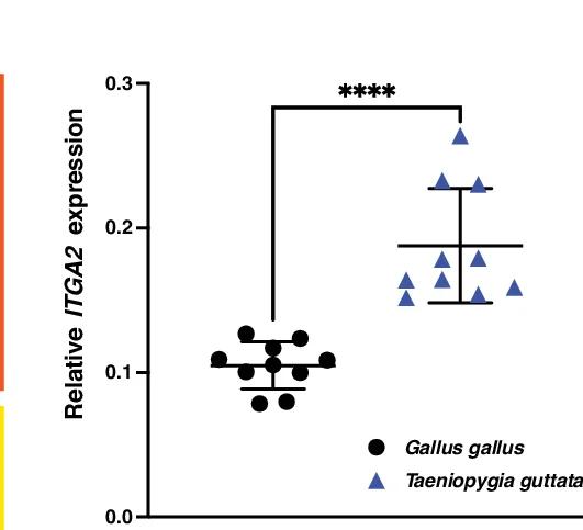 Open access visualization of Scatter Plot, Error Bars, ITGA2 Expression, DAPI Signal, Zebra Finch