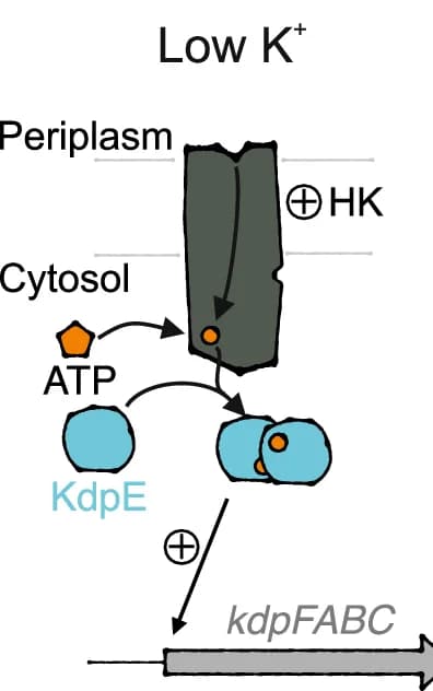 Open access visualization of Workflow, Illustration, Histidine Kinase, KdpD, KdpE