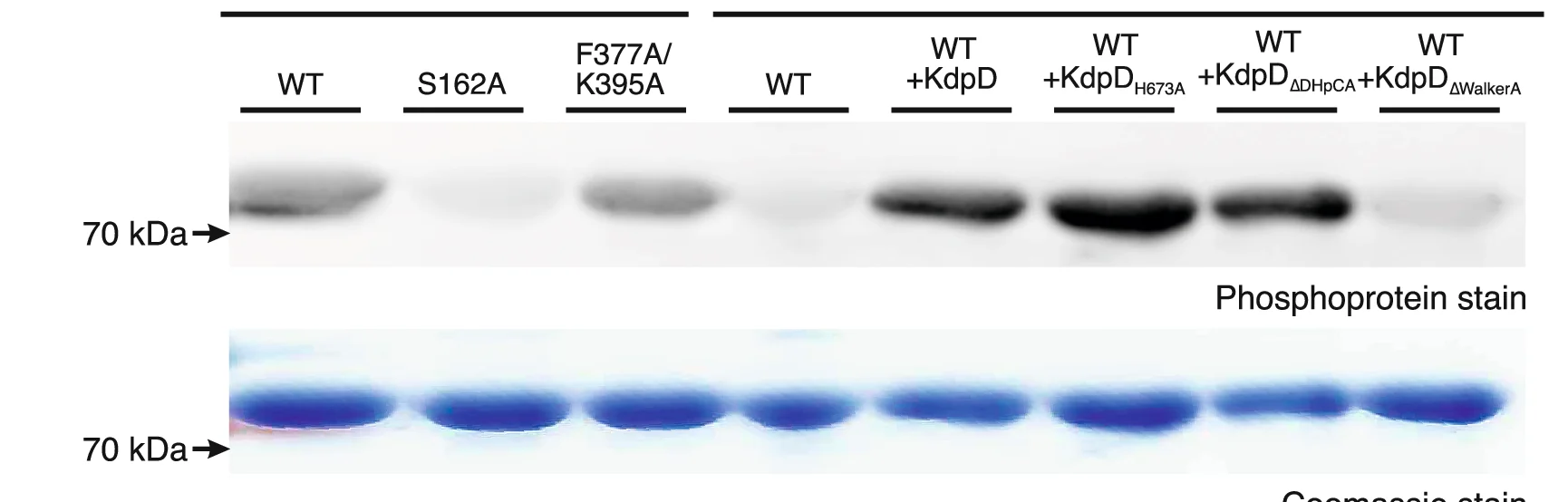 Open access visualization of Gel, KdpFABC, KdpD, E. Coli LB2003 Cells, E. Coli TK2281 Cells