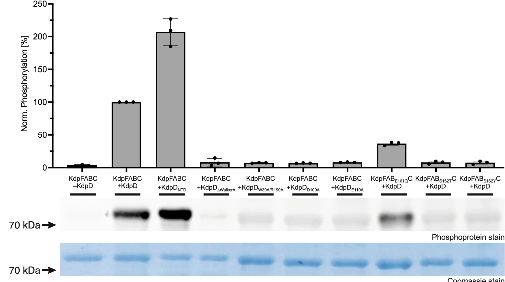 Open access visualization of Bar Plot, Error Bars, Gel, Phosphoprotein Gel Stain, KdpFABC