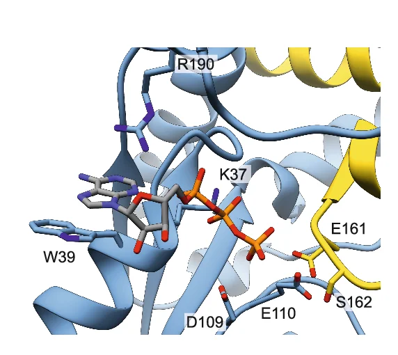 Open access visualization of Protein Structure, Kinase Active Site, Interaction Model, ATP Binding, Phospho-transfer Catalysis
