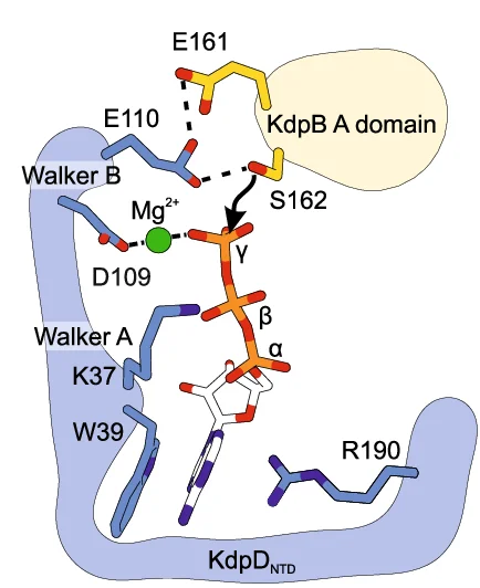 Open access visualization of Illustration, Chemical Structure, ASK-type Mechanism, Phosphorylation, KdpB S162