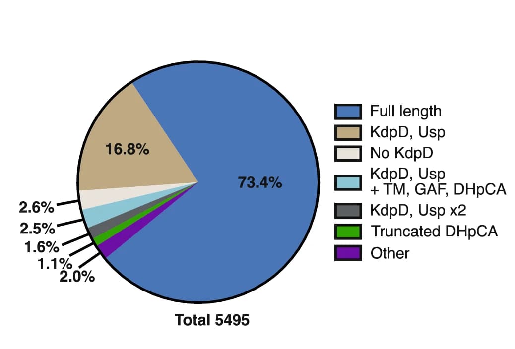 Open access visualization of Pie Chart, KdpD Versions, Sequences