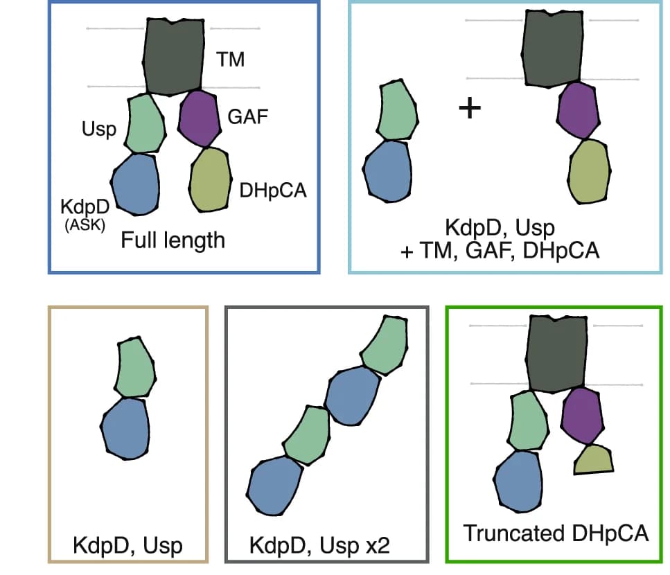 Open access visualization of Illustration, Domain Organization, KdpD Versions, ASK Activity, HK Activity