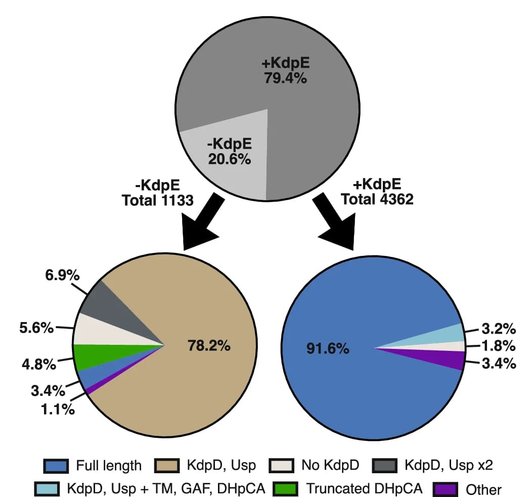 Open access visualization of Pie Chart, KdpD Versions, Sequences, Species, Response Regulator