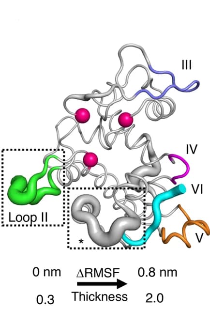 Open access visualization of Protein Structure, Root Mean Square Fluctuation, Catalytic Residues