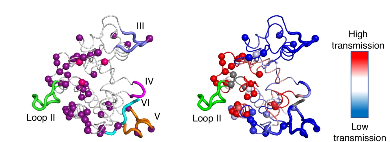 Open access visualization of Protein Structure, Computational Analysis, Long-Range Communication, Substitution Residues, Catalytic Residues