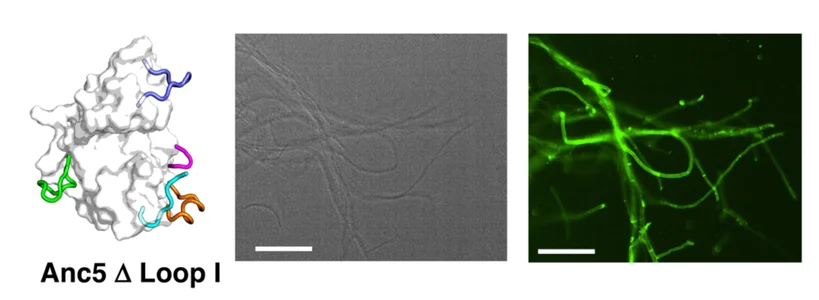 Open access visualization of Protein Structure, Microscopy, Photo, Anc5ΔLoop I Structure, Bright Field Image