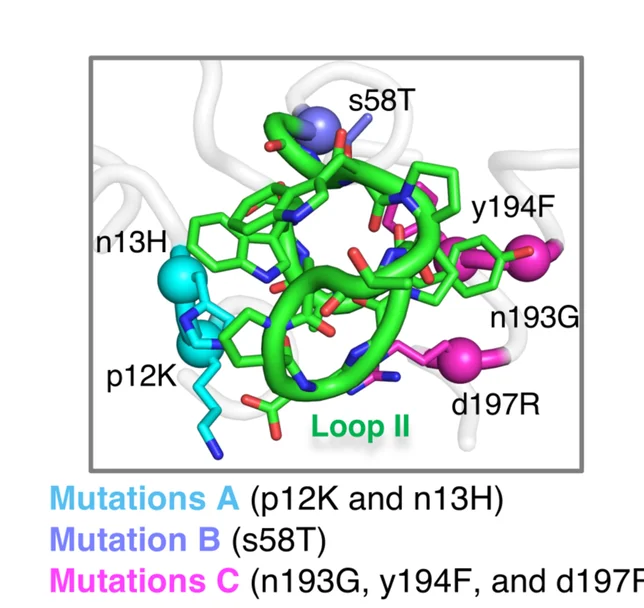 Open access visualization of Protein Structure, Anc4 + Loop II Crystal Structure, Substitutions, Residue Interactions, Loop II