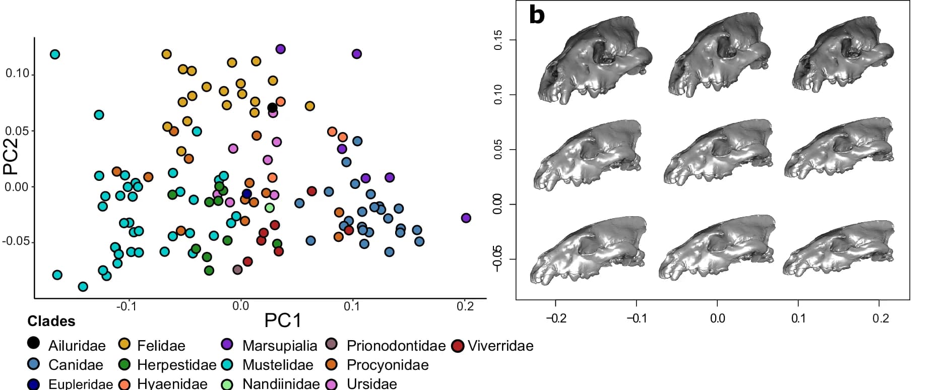 Open access visualization of Scatter Plot, 3D Plot, Cranial Shape Variation, Scatterplot, Carnivores