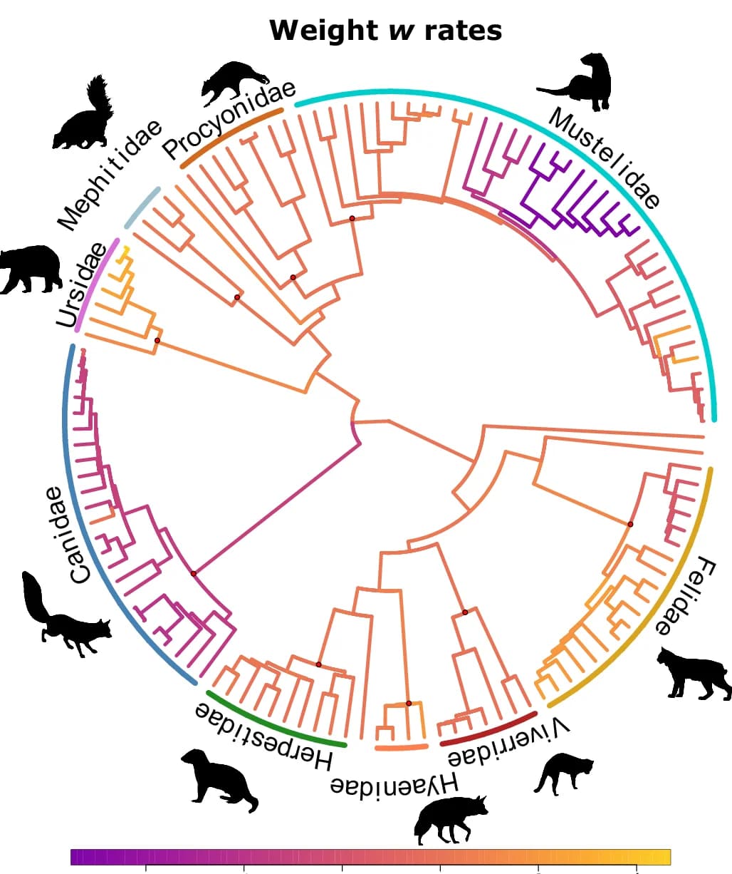 Open access visualization of Network, Pathway, Trade-off Weight, Evolution Rate, Placental Carnivore