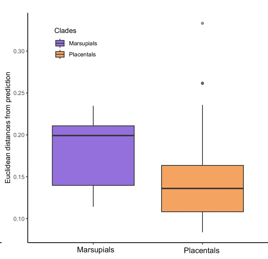 Open access visualization of Box Plot, Euclidean Distances, Marsupials, Placentals, Shapes