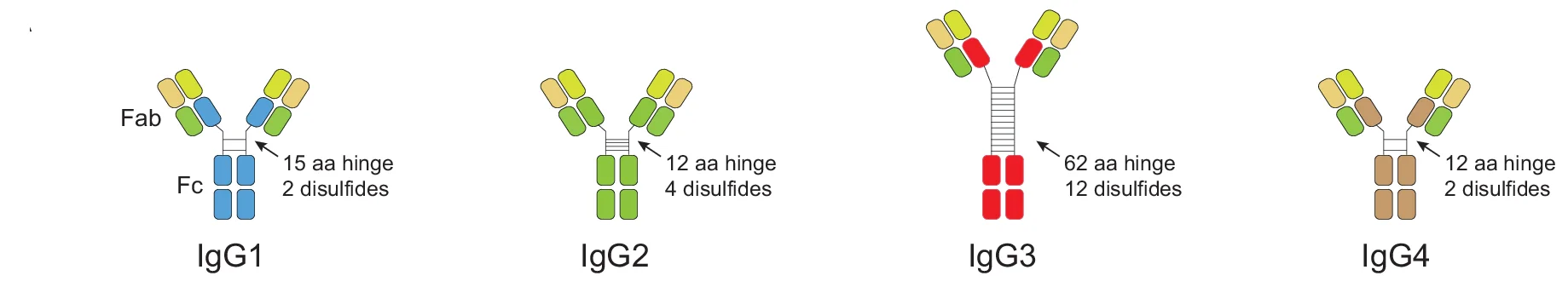 Open access visualization of Illustration, Antibody Subclasses, Heavy Chains, Constant Domains