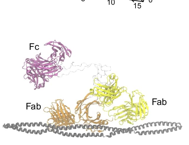Open access visualization of Protein Structure, M1 Protein, IgG3, Fab, Conformation