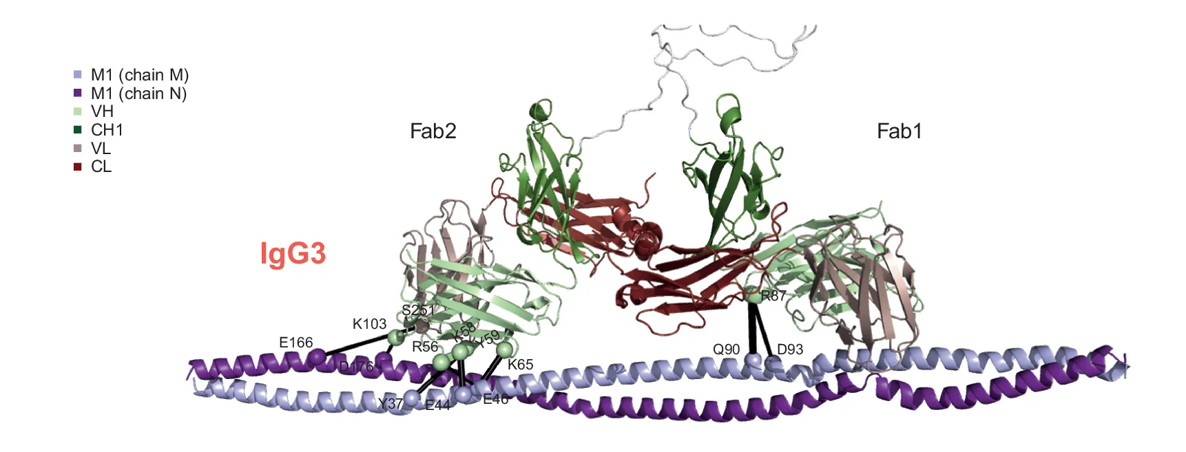 Open access visualization of Protein Structure, IgG3-M1, Hydrogen Bonds, Salt Bridges, Protein M1
