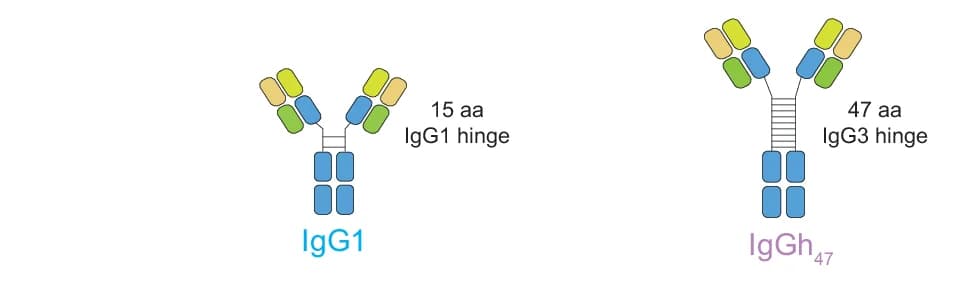 Open access visualization of Illustration, IgG1, IgG3, IgGh 47, Heavy Chains