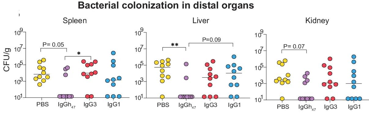 Open access visualization of Scatter Plot, Mice, Bacterial Load, Organ, Serial Dilution