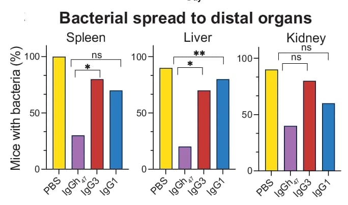 Open access visualization of Bar Plot, Clustered, Mice, Bacteria, Organ