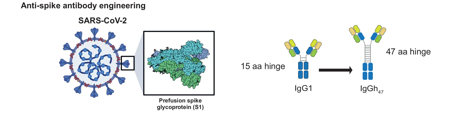 Open access visualization of Workflow, Chemical Structure, Illustration, SARS-CoV-2 Virion, Spike Protein Trimer