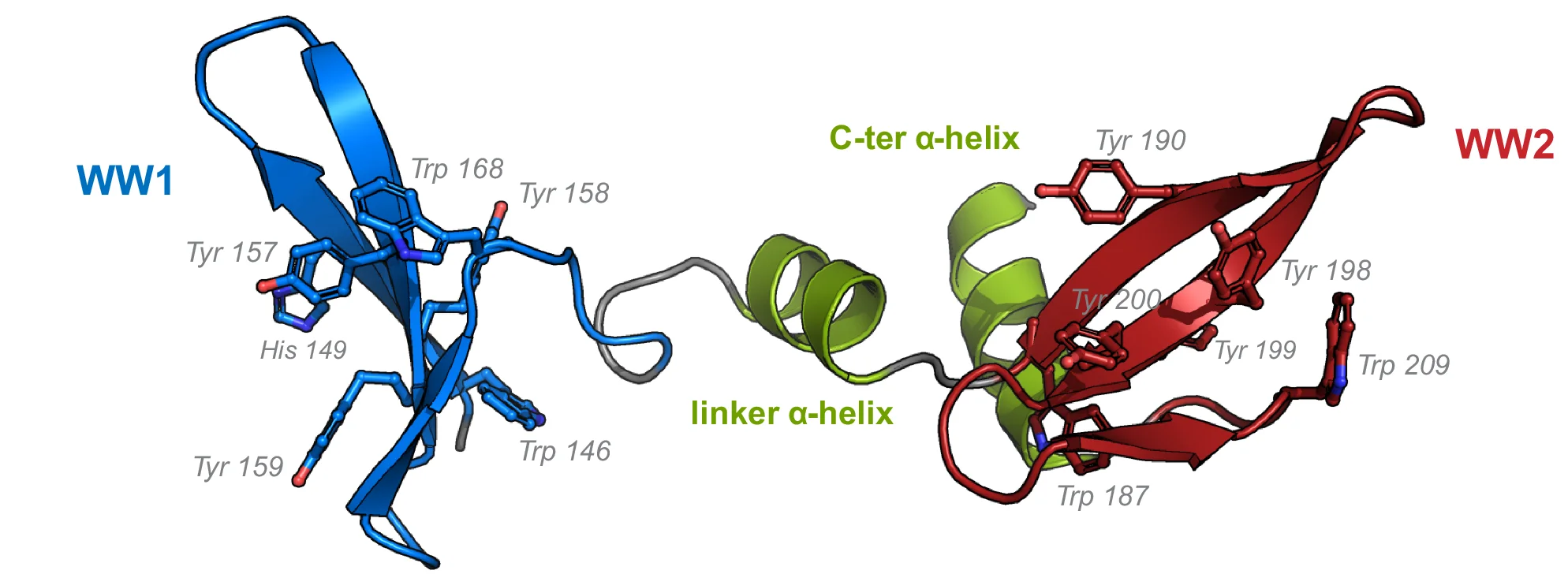 Open access visualization of Protein Structure, Chemical Structure, PRPF40A WW12, Aromatic Residues, Ligand Interaction