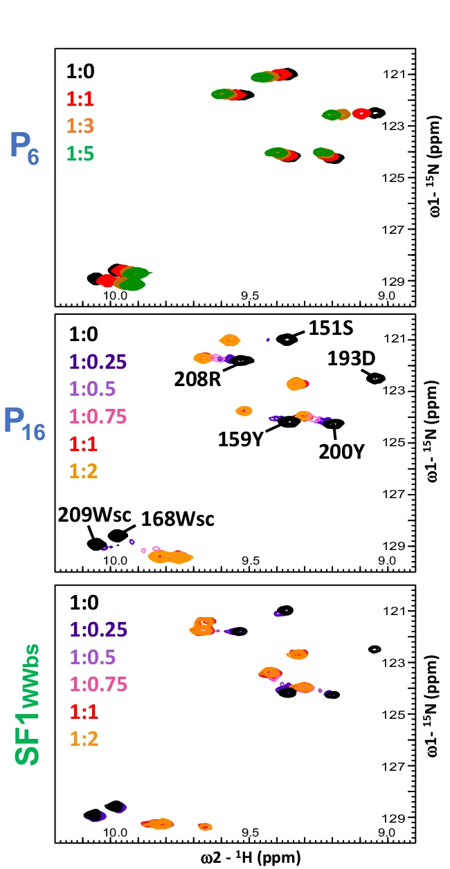 Open access visualization of Scatter Plot, HSQC Spectra, Peptides, PRPF40A WW12