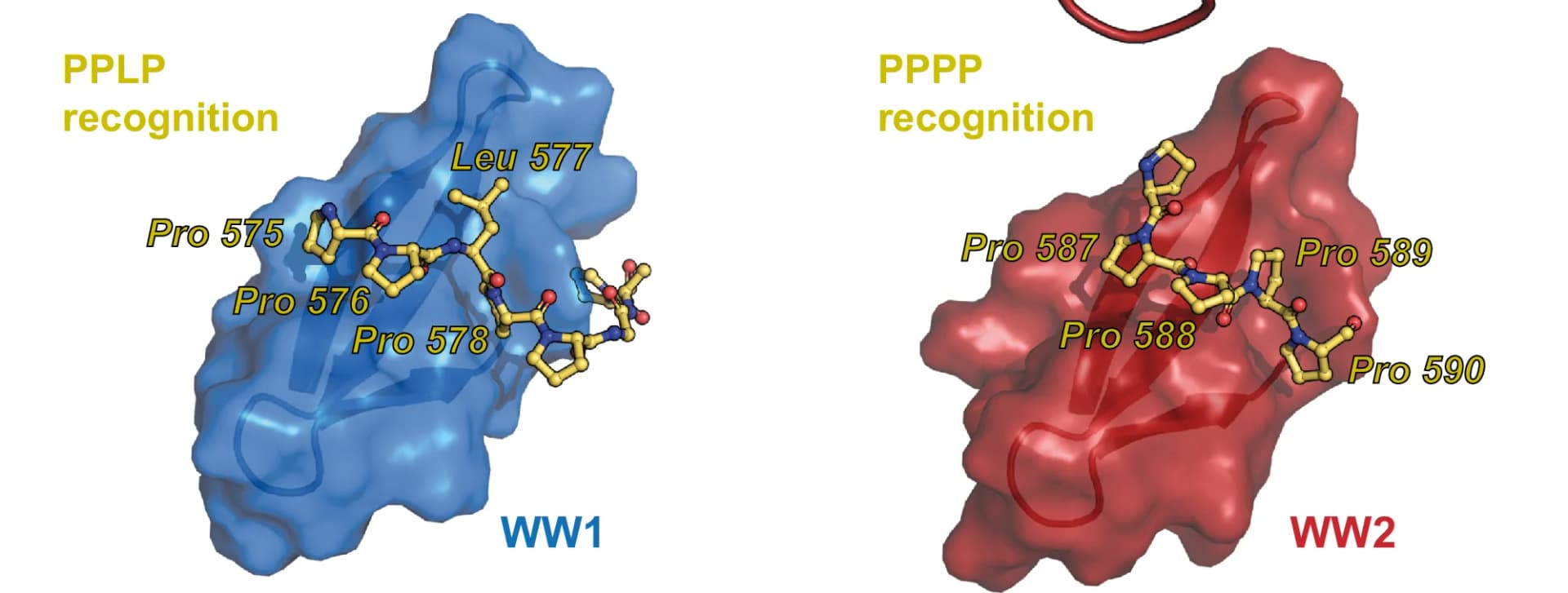 Open access visualization of Protein Structure, Chemical Structure, PRPF40A, WW Domain, SF1 Peptide