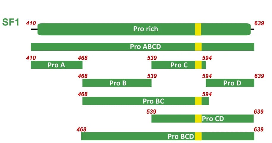 Open access visualization of Illustration, SF1 Constructs, PRPF40A Tandem, Binding, C-Terminal Region