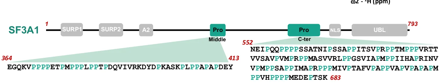 Open access visualization of Illustration, ITC, SF3A1 Constructs, PRPF40A WW Tandem, Titration