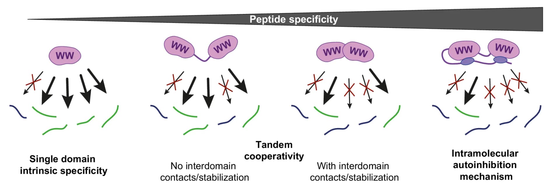 Open access visualization of Illustration, Workflow, WW Domain, Pro-rich peptides, Protein Interactions