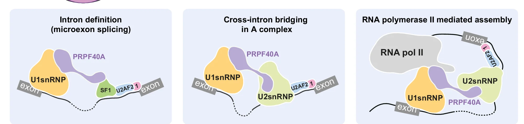 Open access visualization of Workflow, Illustration, PRPF40A, Spliceosome, Intron Definition