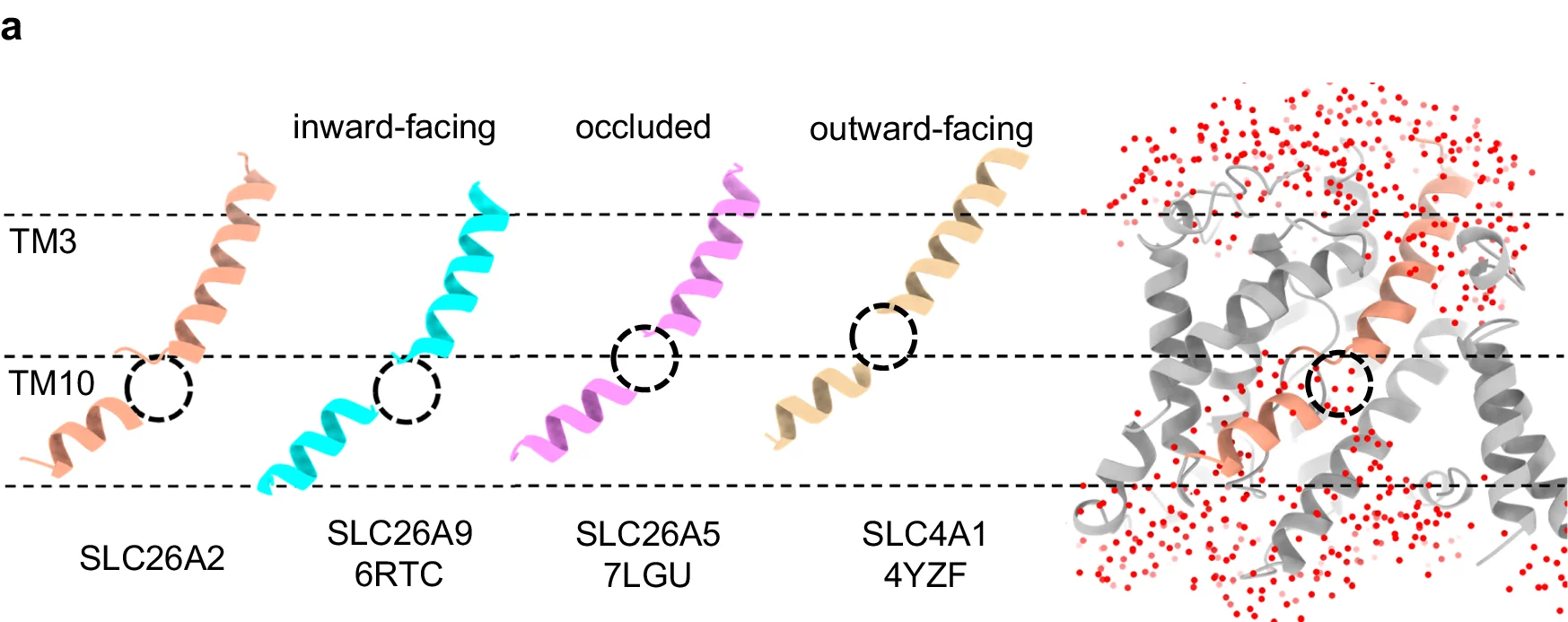 Open access visualization of Protein Structure, 3D Plot, Simulation, Substrate Binding Pocket, SLC26A2