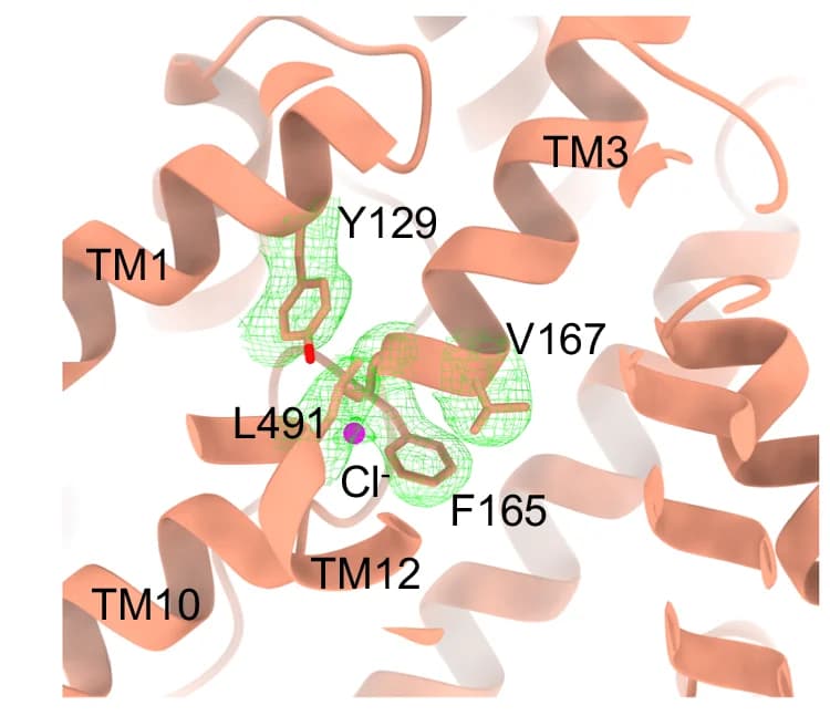Open access visualization of Protein Structure, 3D Plot, Chloride Ion, Binding Pocket, Transmembrane Domain