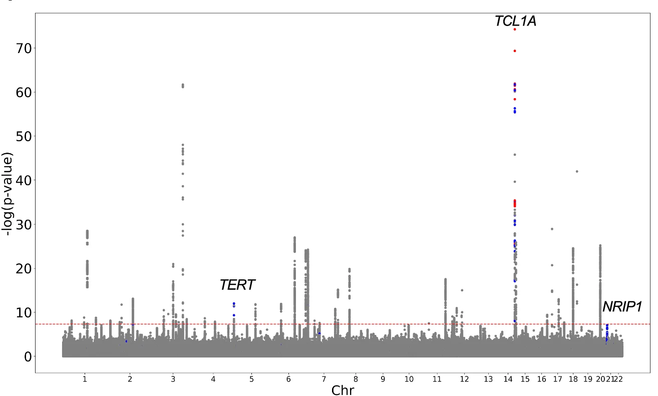 Open access visualization of Manhattan Plot, GWAS, Clonal Size, UK Biobank, mCA