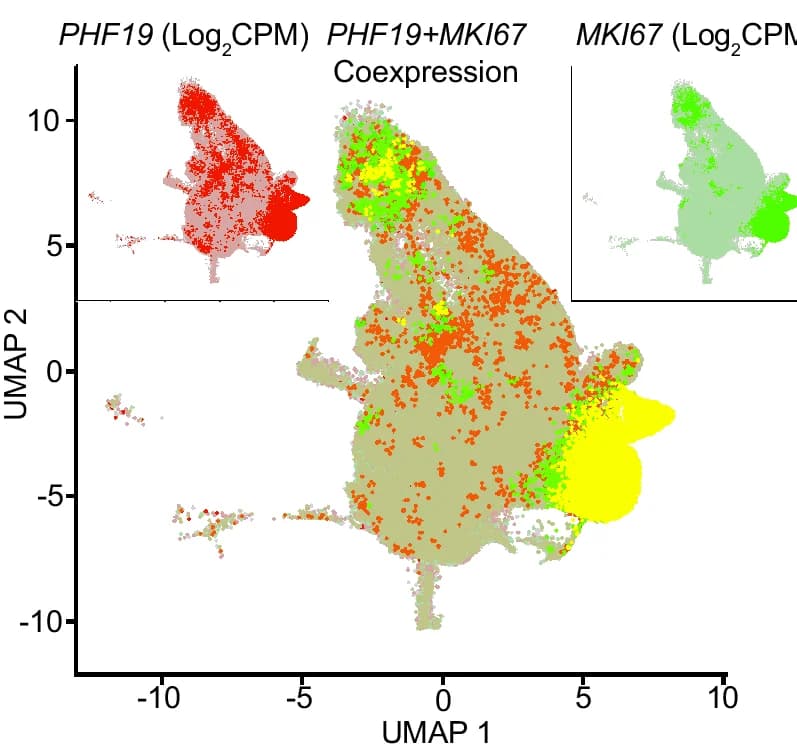 Open access visualization of UMAP, Scatter Plot, RRPC clusters, PHF19, MKI67