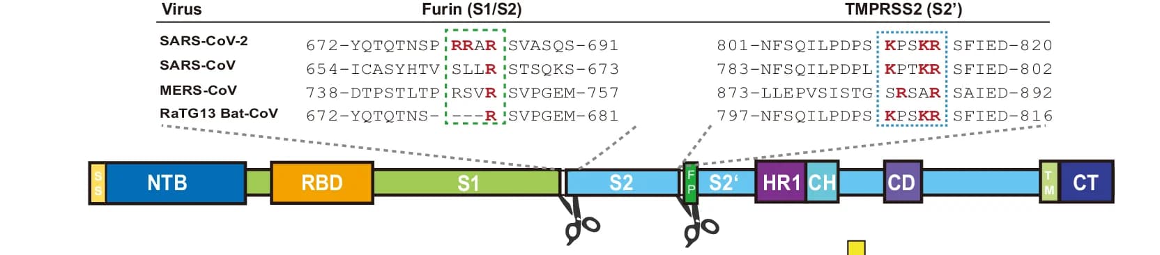 Open access visualization of Workflow, Illustration, SARS-CoV-2 Spike Protein, Sequence Alignment, Furin Site