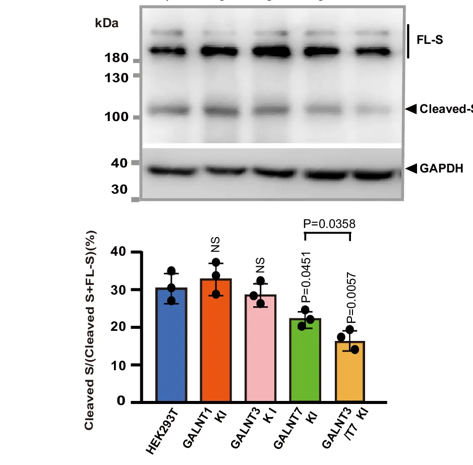 Open access visualization of Bar Plot, Error Bars, Gel, Western Blot, Spike Protein