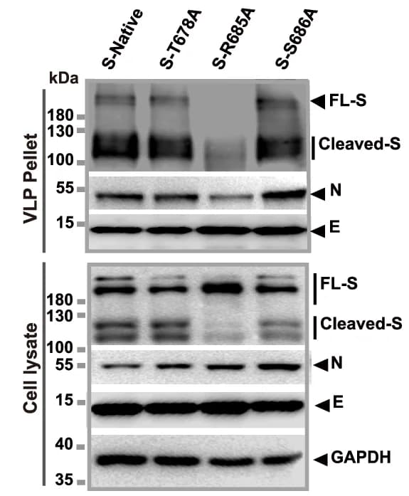 Open access visualization of Gel, Western Blot, Quantitative Analysis, SARS-CoV-2 VLPs, S Protein