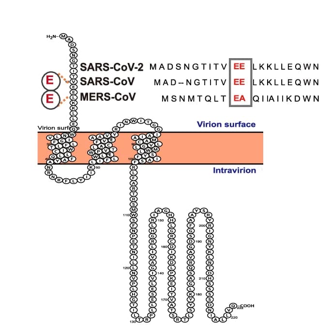 Open access visualization of Illustration, Chemical Structure, Topology Diagram, SARS-CoV-2 M Protein, Amino Acid Sequences