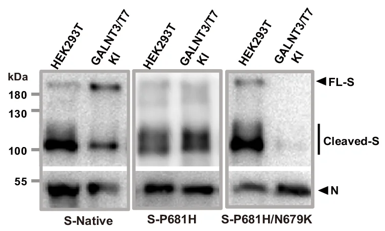 Open access visualization of Gel, Western Blot Analysis, SARS-CoV-2 VLPs, P681H Mutation, N679K Mutation