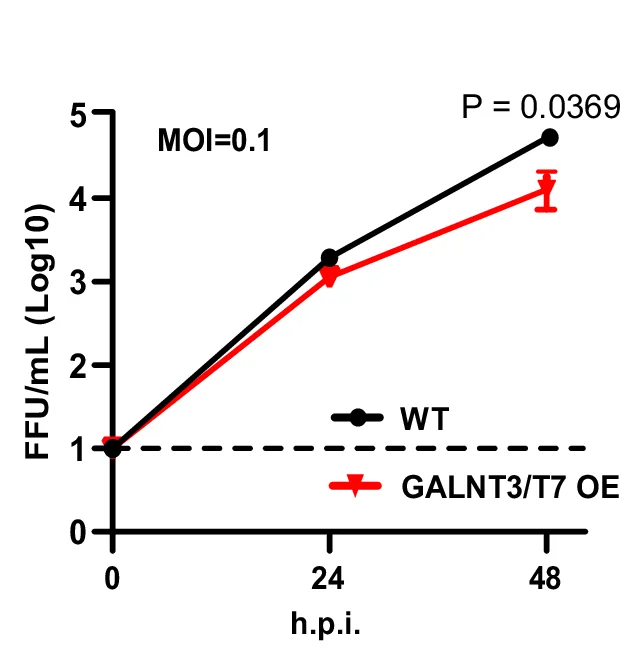Open access visualization of Line Plot, Error Bars, Viral Titer, Calu-3 Cells, SARS-CoV-2