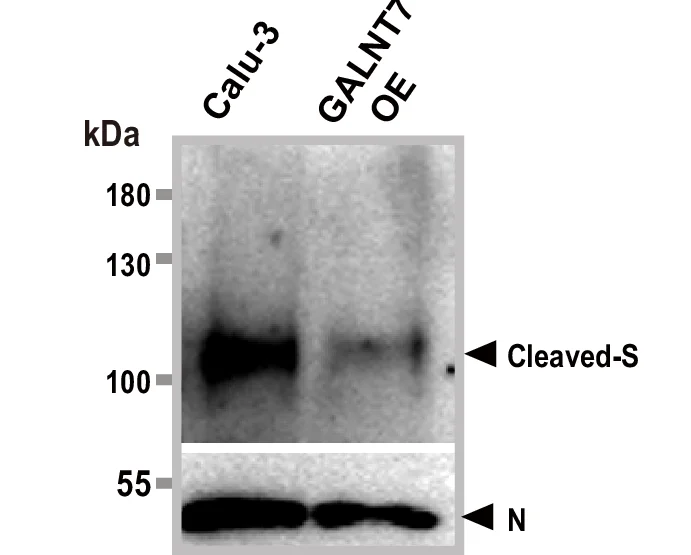 Open access visualization of Gel, Western Blot, S Protein, N Protein, Omicron Virions