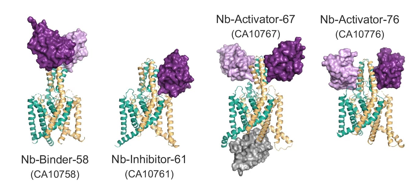 Open access visualization of Protein Structure, Chemical Structure, Crystal Structures, Nanobodies, TREK-2