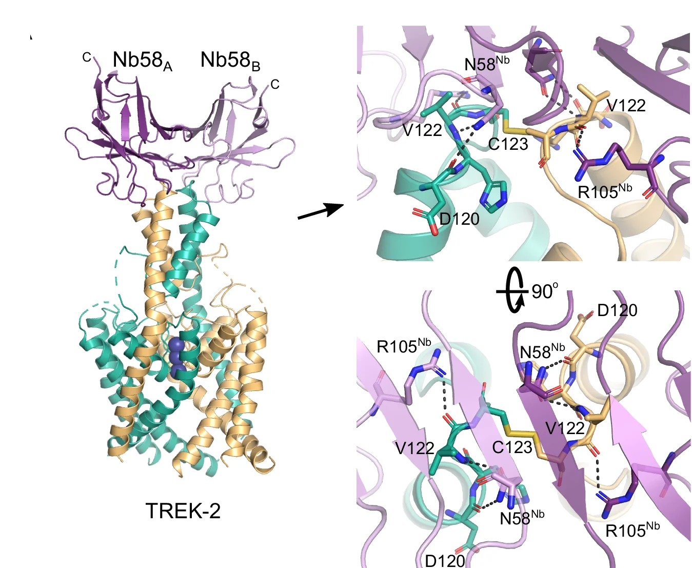 Open access visualization of Protein Structure, Chemical Structure, Crystal Structure, Nb-binder-58, TREK-2
