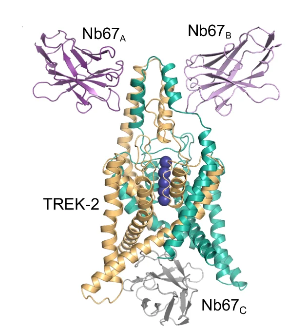 Open access visualization of Protein Structure, Chemical Structure, Crystal Structure, TREK-2, Nanobodies